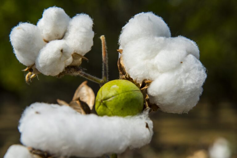 Earthsight: Better Cotton Eylem Planı Güncellemesi