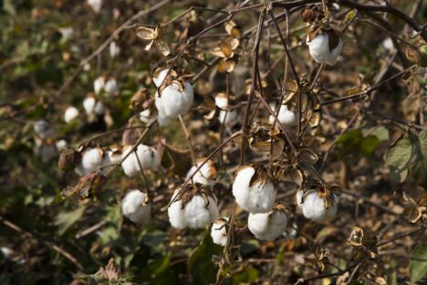 Better Cotton