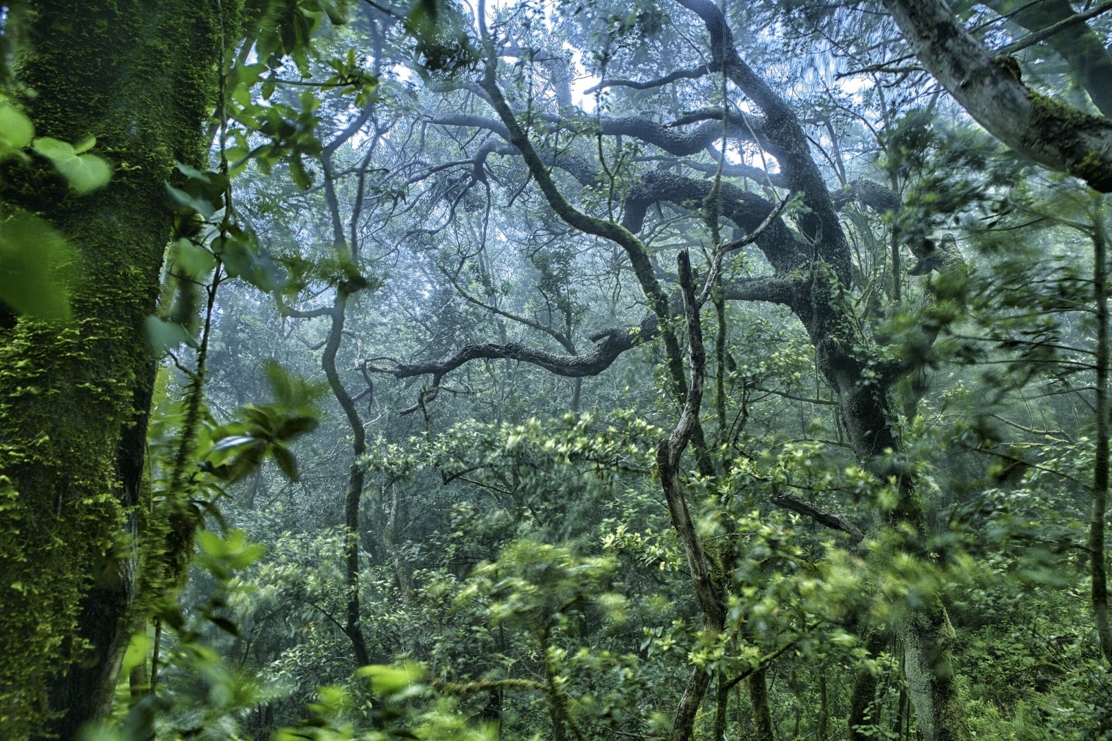 Rainforest Alliance Sertifikasyonu