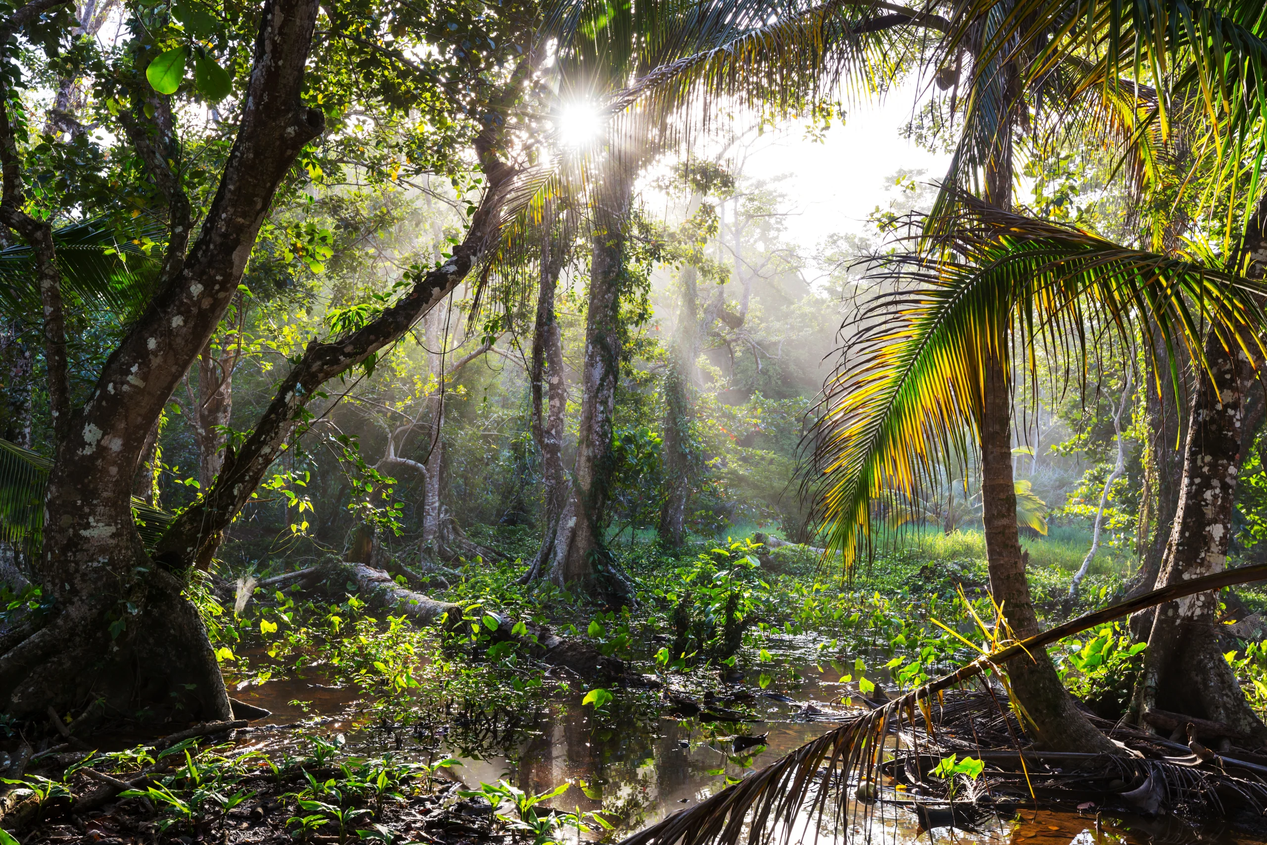 Rainforest-Alliance_-Sürdürülebilir-Tarım-Standardı’nı-Güncelledi