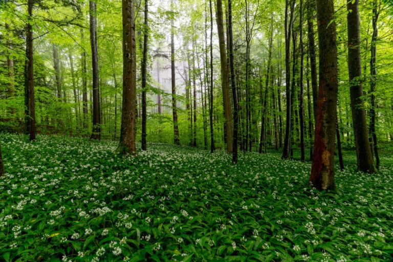 Rainforest Alliance Liderlik Kadrosunu İki Stratejik Atamayla Güçlendiriyor