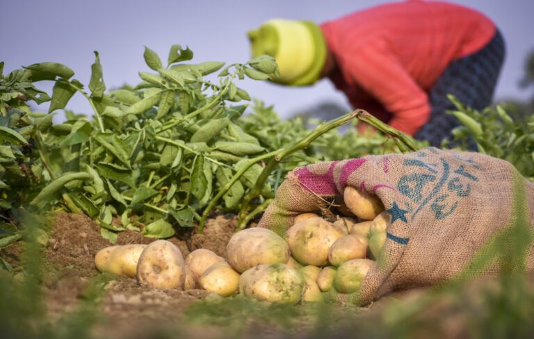 FAO, 28 Ülkede Çevresel Projeler İçin 70 Milyon Dolar Sağladı